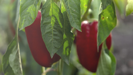 Similar image 21972248