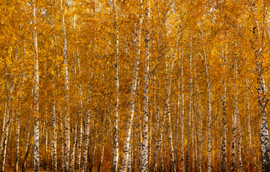 Similar image 21972789