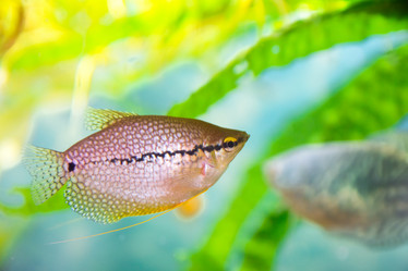 Similar image 21966077