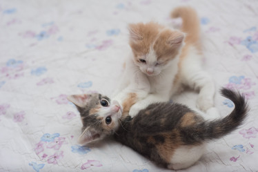 Similar image 21966088