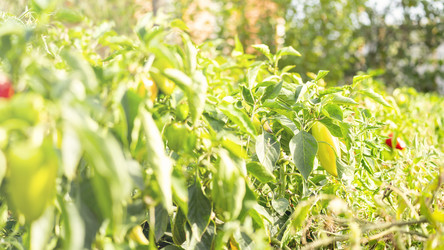 Similar image 21972150