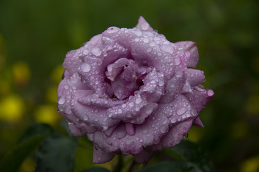 Similar image 21962384