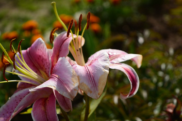 Similar image 21966241