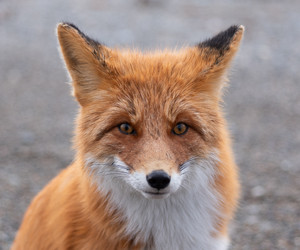 Similar image 21967227