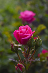 Similar image 21969564