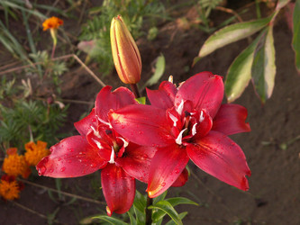 Similar image 21970791