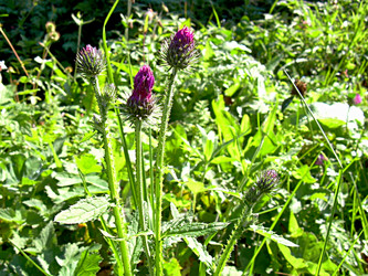 Similar image 21970007