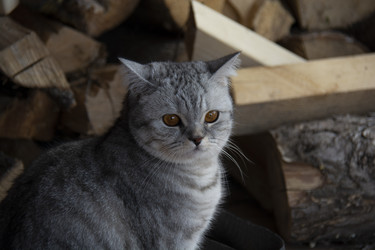 Similar image 21970890