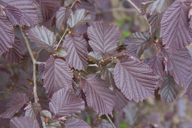 Similar image 21970906