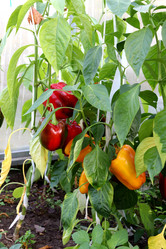 Similar image 21971225