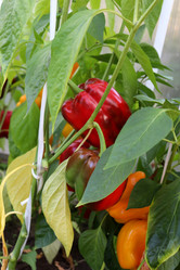 Similar image 21973383