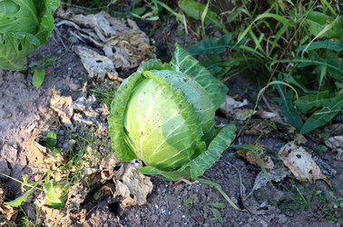 Similar image 21973398