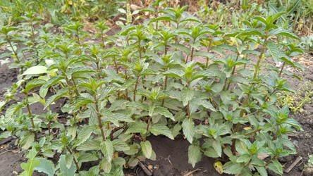 Similar image 21973197