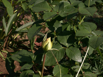 Similar image 21975042