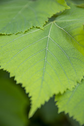 Similar image 21975271