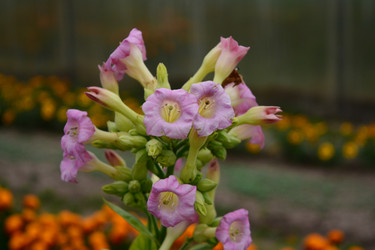 Similar image 21975230