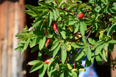 Similar image 21975103