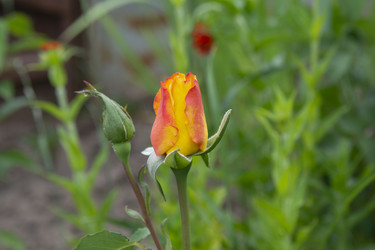 Similar image 21975109