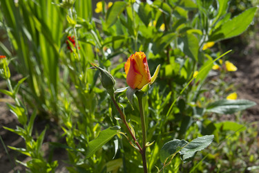 Similar image 21975120