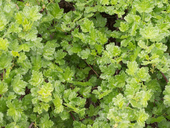 Similar image 21975127