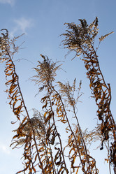 Similar image 21973285