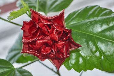 Similar image 21973767