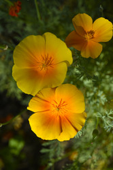 Similar image 21973521