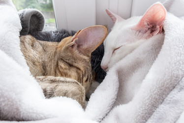 Similar image 21974491