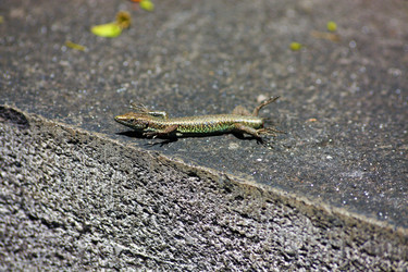 Similar image 21974933