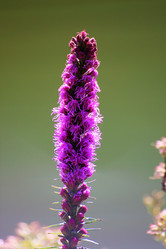 Similar image 21975137