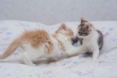 Similar image 21974969