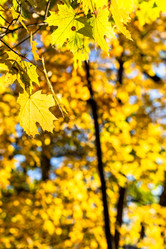 Similar image 21975444