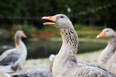 Similar image 21958100