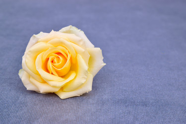 Similar image 21987399