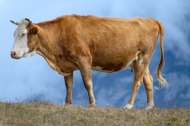 Similar image 21986610