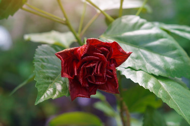 Similar image 21990394