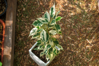 Similar image 21978032