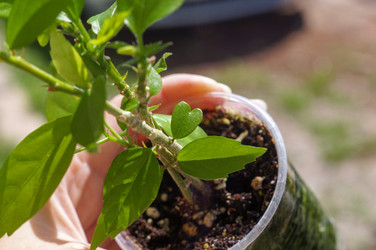 Similar image 21978033