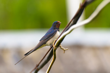 Similar image 21987531