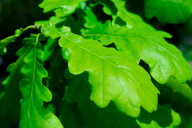 Similar image 21987732