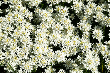 Similar image 21987744