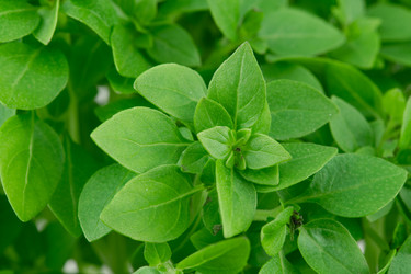 Similar image 21987063