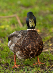 Similar image 21987074