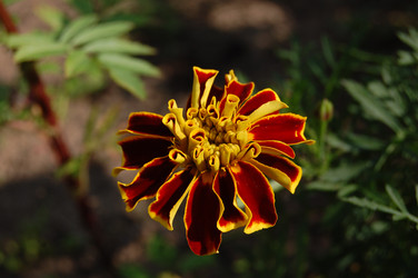 Similar image 21988343