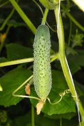 Similar image 21987756