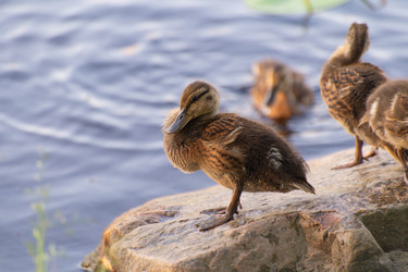 Similar image 21987758