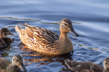 Similar image 21987760