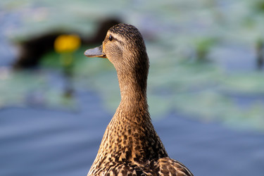 Similar image 21987764