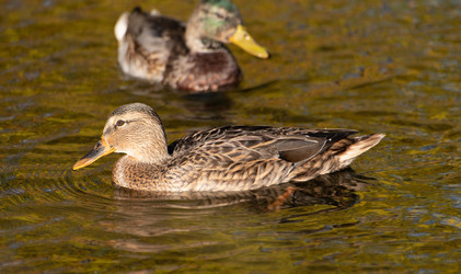 Similar image 21987327