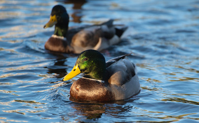 Similar image 21987333